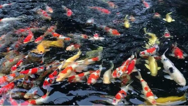 更换鱼池过滤材料需要注意什么