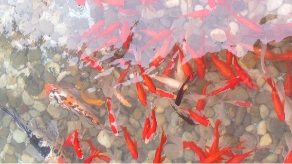 生活中安装鱼池过滤系统的必要性是什么