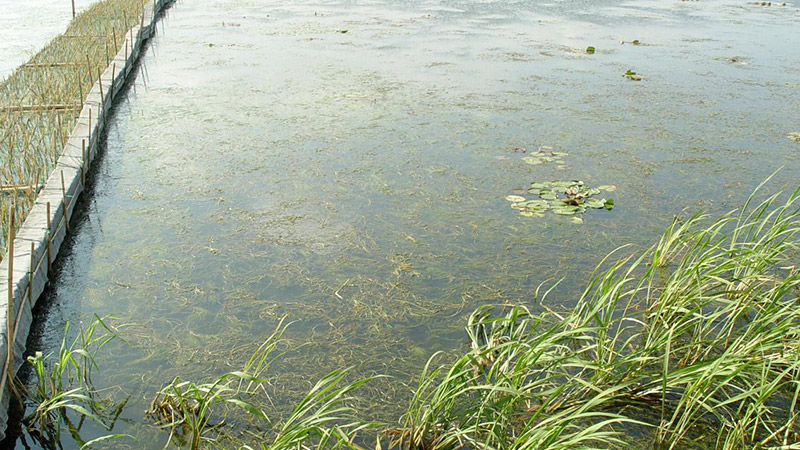 泓宝复合微生菌为滇池清污