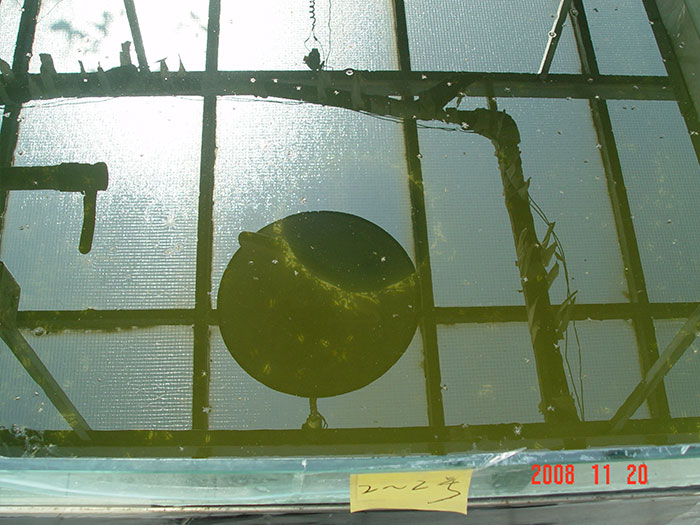 泓宝-泼洒遮阳菌消藻后的实验池