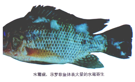1、水霉病（示罗非鱼体表大量的水霉寄生）