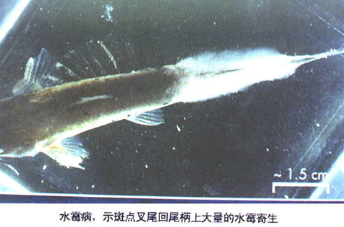 2、水霉病（示斑点叉尾回尾柄上大量的水霉寄生）